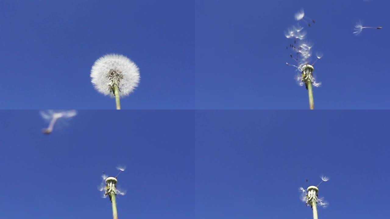 风吹散了蓝色天空背景下白色蒲公英种子的绒毛，慢动作