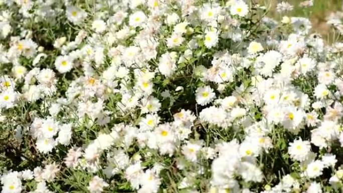 花园中的白菊花花