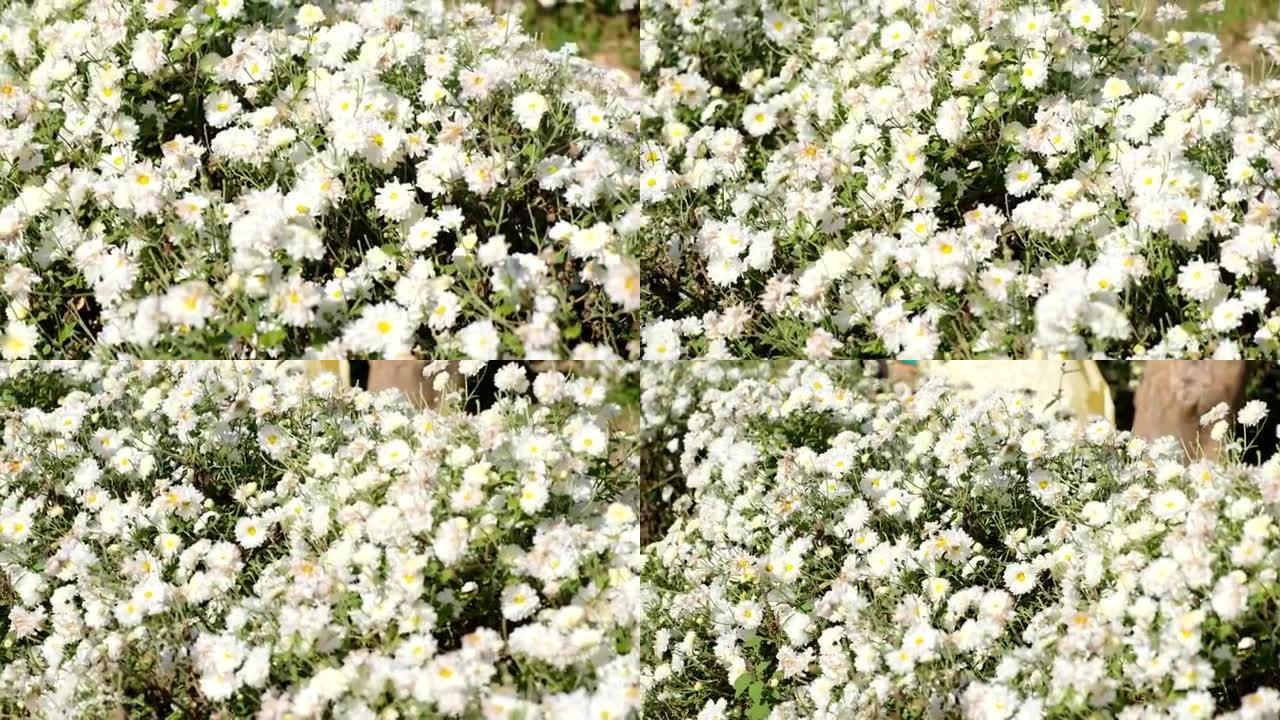 花园中的白菊花花