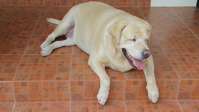 肥胖的拉布拉多猎犬7岁气喘吁吁，地板上呼吸急促