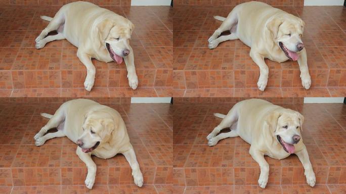 肥胖的拉布拉多猎犬7岁气喘吁吁，地板上呼吸急促