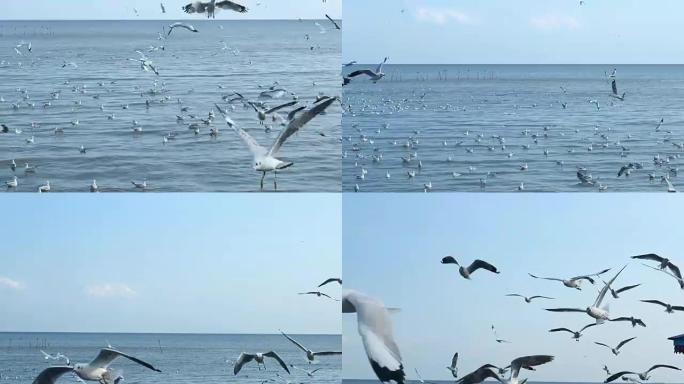 海鸥群在海上上空飞翔