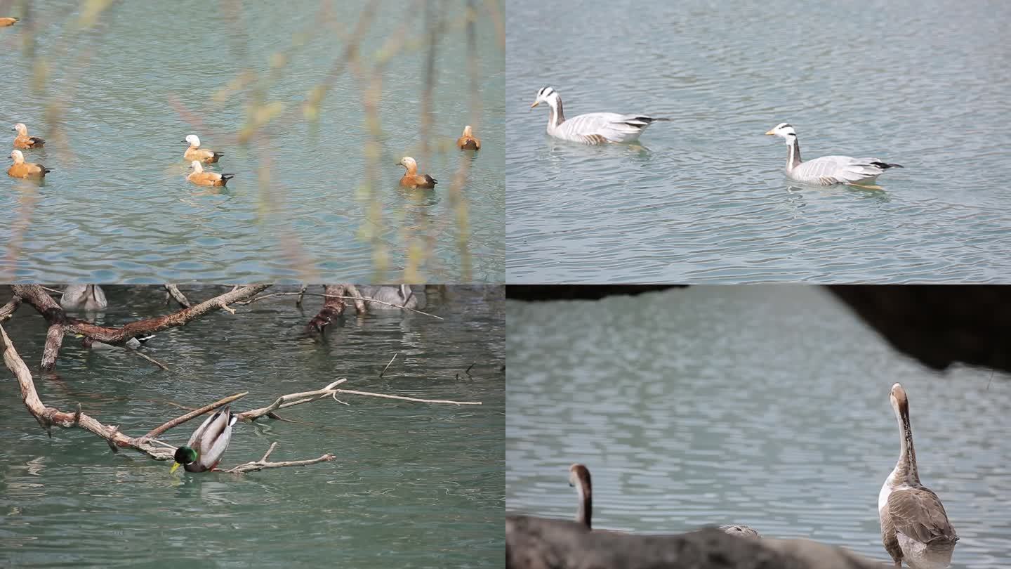 湖中各种鸟