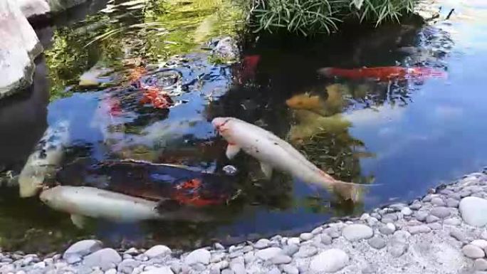 池塘中的日本鲤鱼，池塘中的大型鱼类，观赏池塘。装饰明亮的鱼漂浮在池塘里