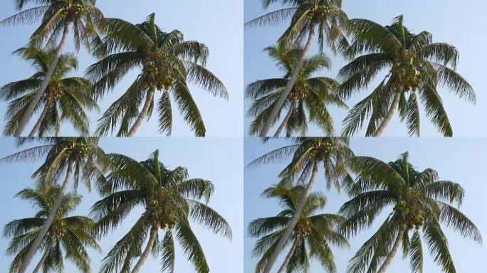 三棵椰子树上有绿色椰子