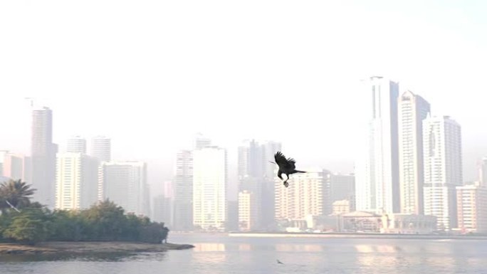 乌鸦抓起什么东西，飞过大海。海鸥的鸟和一只乌鸦正在海湾上空飞行。乌鸦把被撕开的东西拖走了。