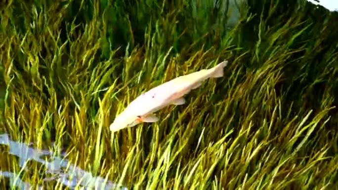 日本Oshino Hakkai的阳光沼泽中的鱼