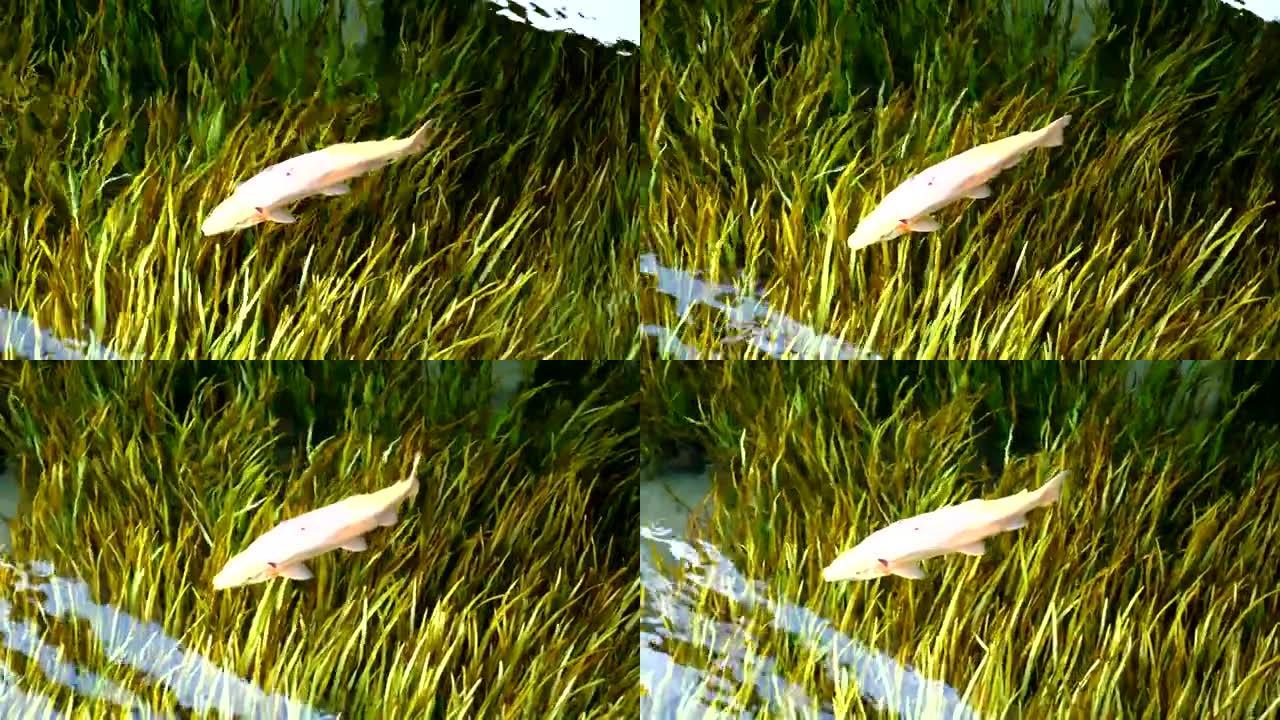 日本Oshino Hakkai的阳光沼泽中的鱼