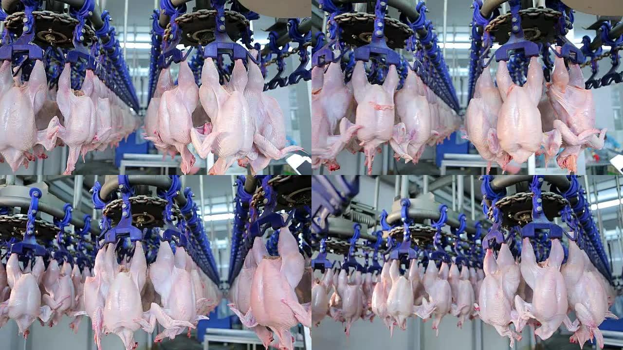 家禽农场的鸡肉生产线。鸡肉生产线。食品加工厂。食品工业。食品厂。