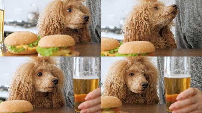 女人吃汉堡和喝啤酒。狗在看食物。