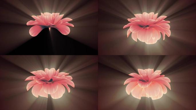 开放长开闪亮浅红色花朵延时3d动画孤立背景新质量美丽假日自然花卉酷漂亮全高清视频素材