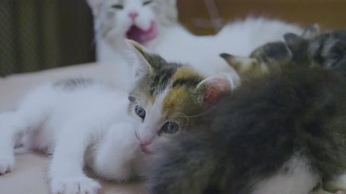 白色的两只小猫在睡觉时互相咬着尾巴。两只小猫玩慢动作视频生活方式。小猫是玩概念