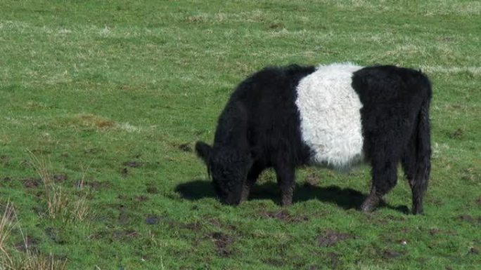 黑白束带的加洛韦奶牛在苏格兰的田野中放牧