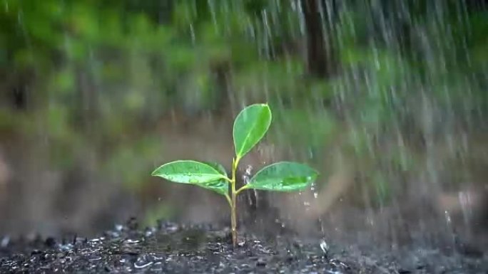 雨中树芽的慢动作镜头。