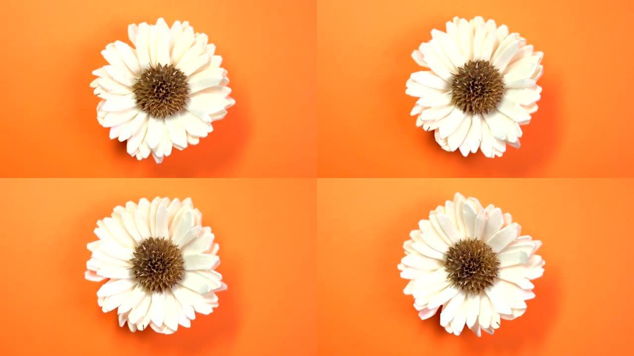 美丽的单菊花在旋转的橙色背景上慢慢旋转。