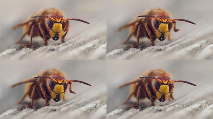 大黄蜂特写动物野生动物微妙的运动慢动作