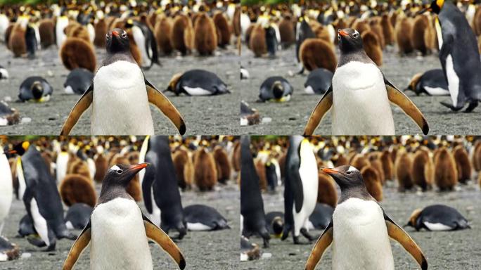 站在岸边的野生Gentoo企鹅