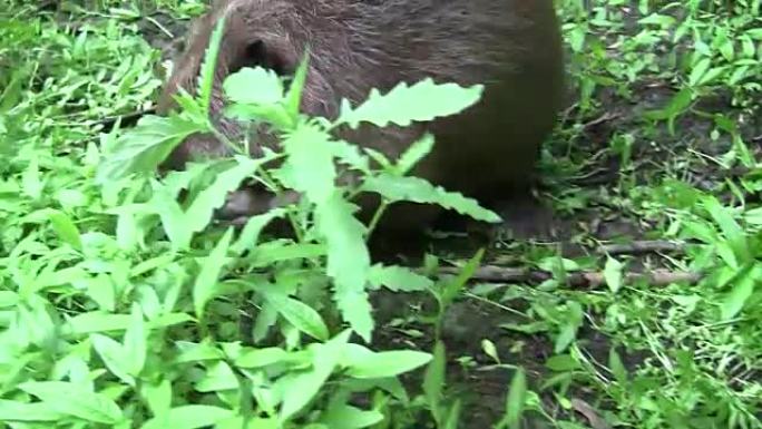 Beaver eating in natural environment