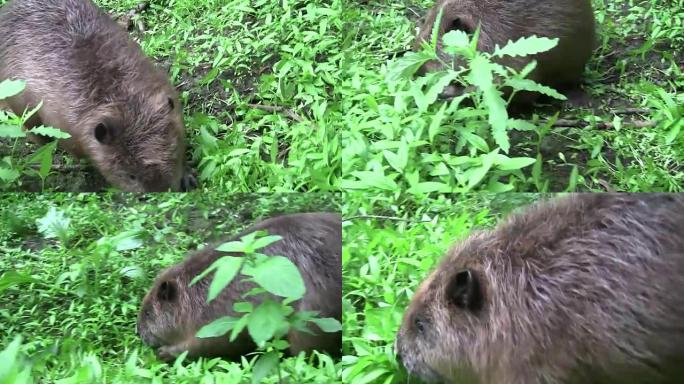 Beaver eating in natural environment