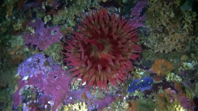 阿拉斯加海洋水下背景海底的红色actinia海葵。
