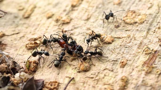 蚂蚁打架