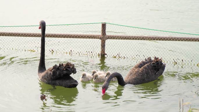 黑天鹅天鹅宝宝在水中游动