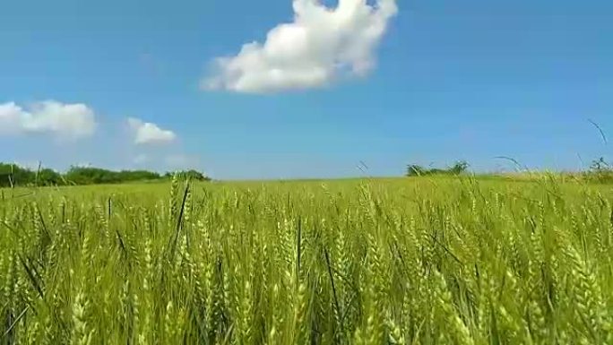 乡村农场的小麦/大麦田。
