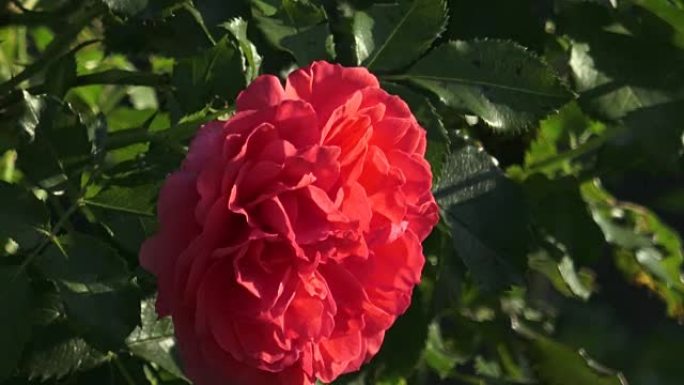 Red rose in the garden. Red roses in the park