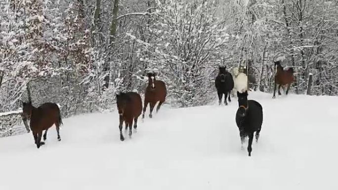 寒冷的冬天，马在白雪皑皑的草地上奔跑