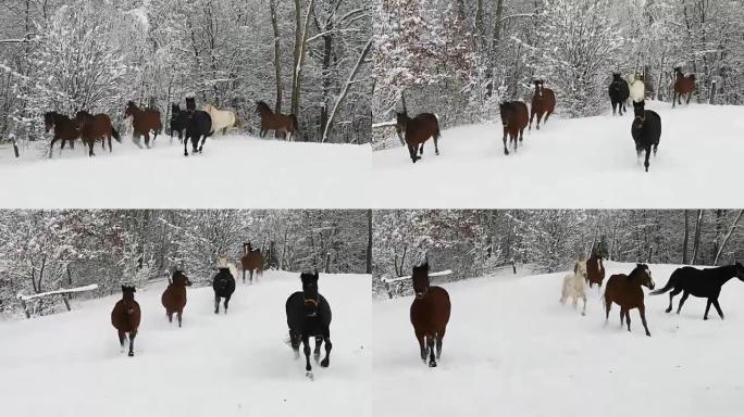 寒冷的冬天，马在白雪皑皑的草地上奔跑