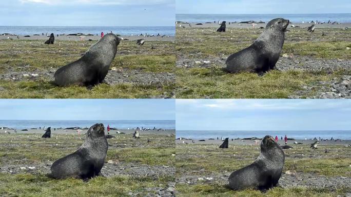 海滩上的南极海狗和国王企鹅