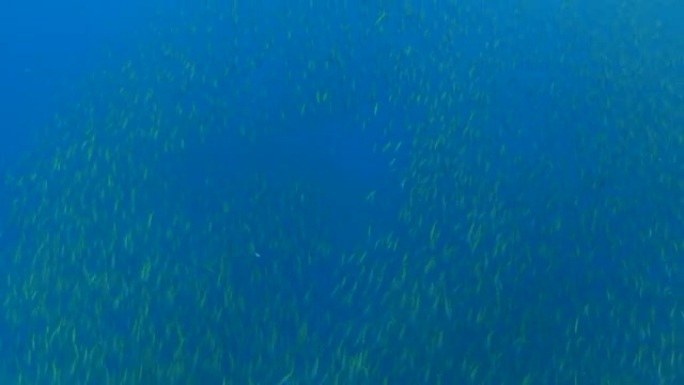 一群amberjack狩猎fusilier鱼