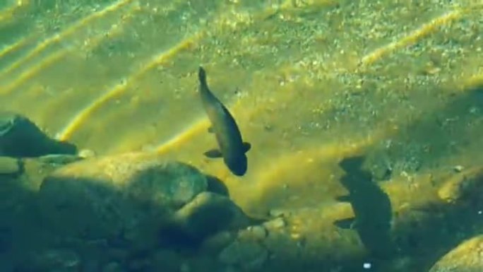 大型鳟鱼在新西兰河上游荡