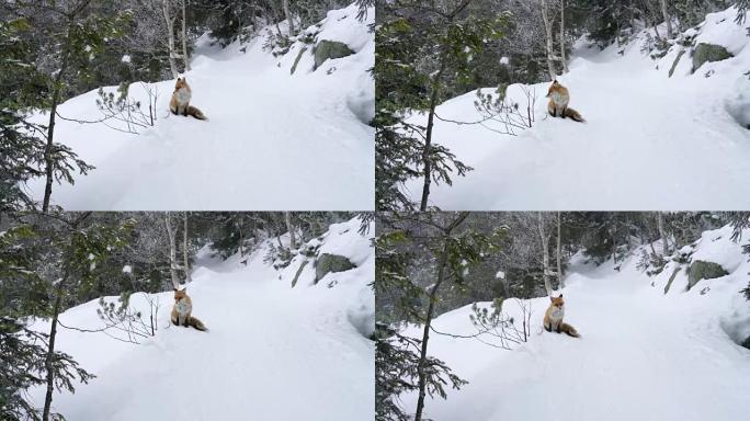 孤独的狐狸在冬天的雪地上行走