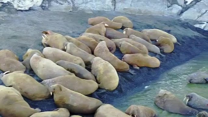 海岸上的海象群和新地球上的北冰洋航空视图。