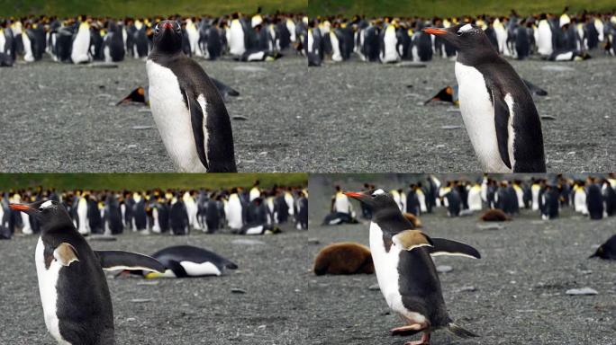 站在岸边的野生Gentoo企鹅