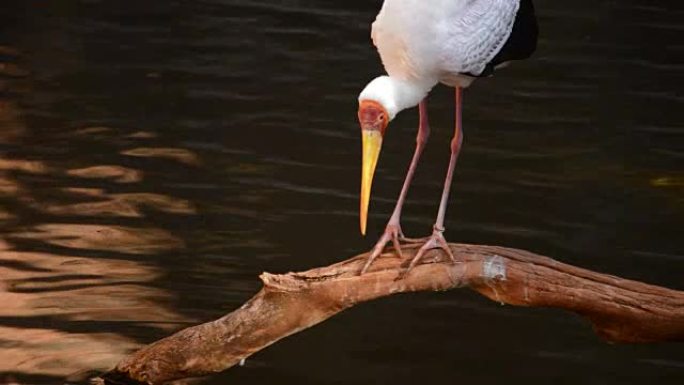 河中的黄嘴鹳，异国情调的非洲鸟-Mycteria ibis