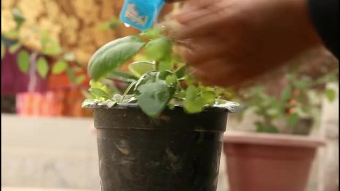 浇水药用植物: 作为自己的孩子的人照顾植物