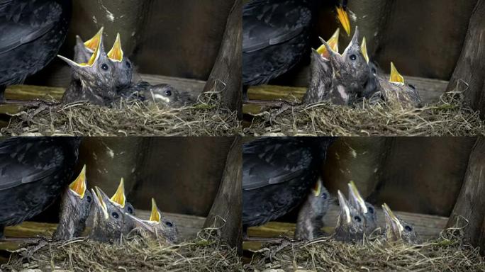 欧亚黑鸟，Turdus merula，巢中有幼鸟，喂养和卫生