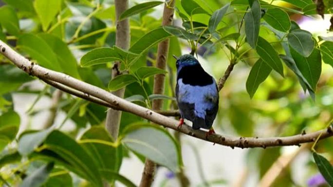 雨林鸟野生动物保护生物生态飞翔飞鸟
