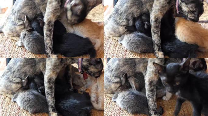 妈妈猫喂她的小猫