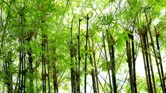 风中的绿色竹林