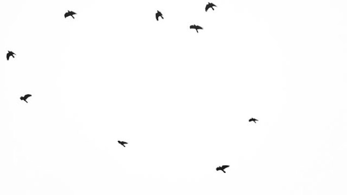 黑色乌鸦在头顶飞过色度关键镜头白色背景