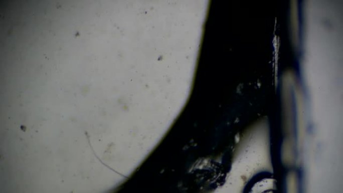 光学显微镜下的班克罗夫特微丝菌