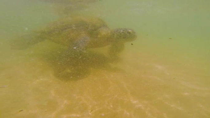 水中的海龟。海洋生物。