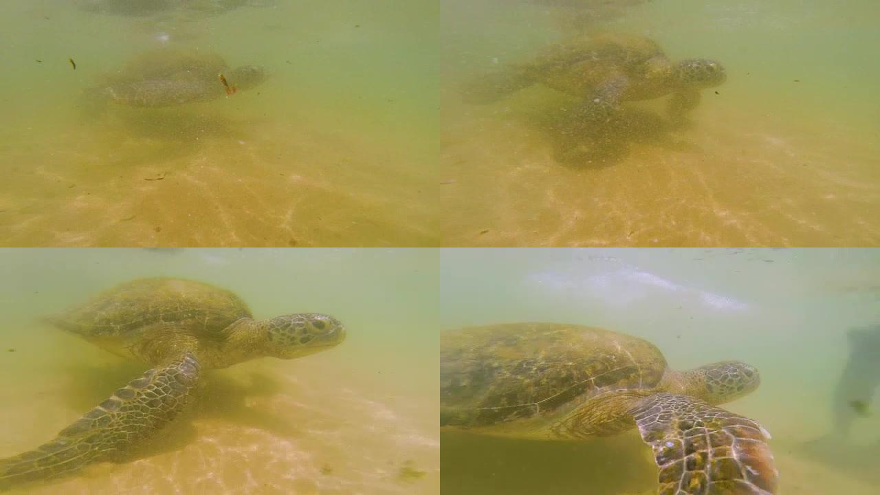 水中的海龟。海洋生物。