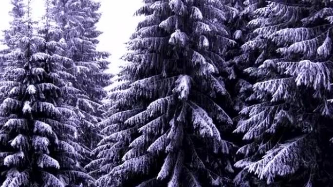下雪的枞树