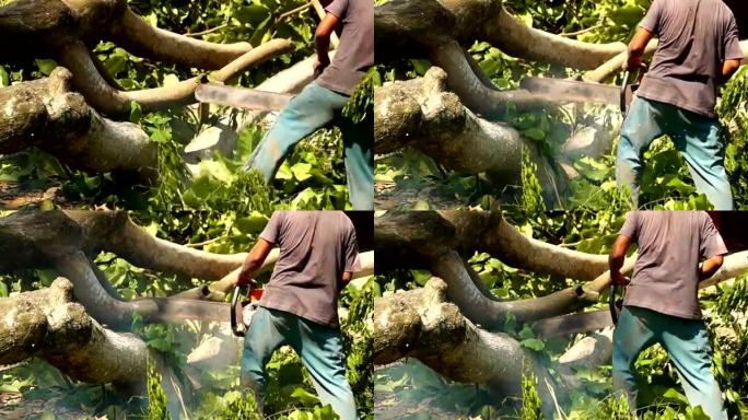 木人用链锯横切树枝