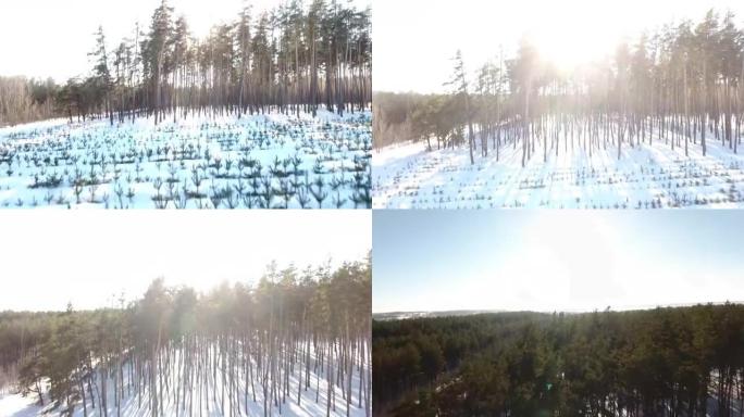 树林里种的树。冬天