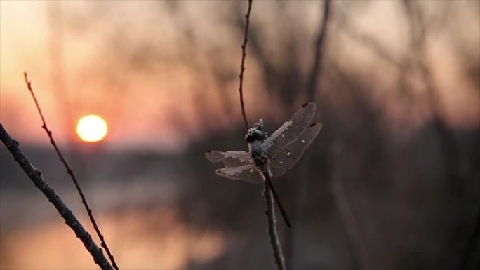 蜻蜓在美丽的冬季日出中特写